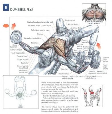 26 best Fitness images on Pinterest Fitness humor, Health - muscle chart template 26 best Fitness images on Pinterest Fitness humor, Health - muscle chart template