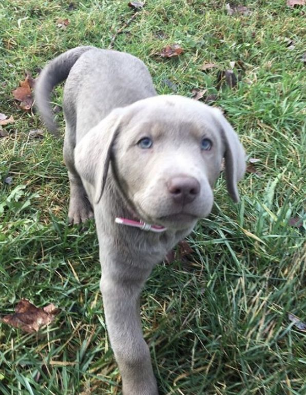 Royaume Labrador Argente Ruby Labrador Silver Nouveau Chiot Chiots Labrador Labrador