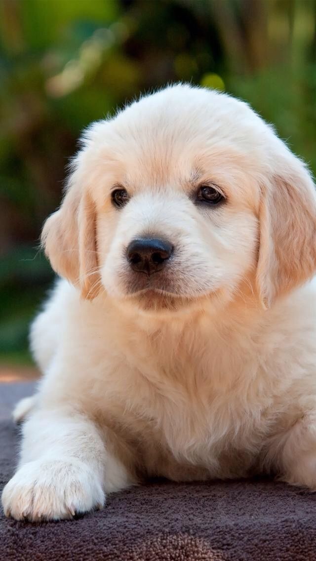 best dryer for golden retrievers 2770 best golden retrievers my images on adorable puppies and best dryer for golden retrievers 2770 best golden retrievers my images on adorable puppies and