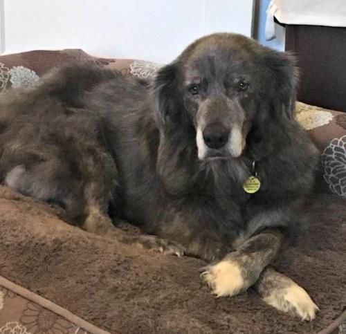 golden retriever rescue fort worth tx best 20 golden retriever ideas on golden retriever names adorable golden retriever rescue fort worth tx best 20 golden retriever ideas on golden retriever names adorable