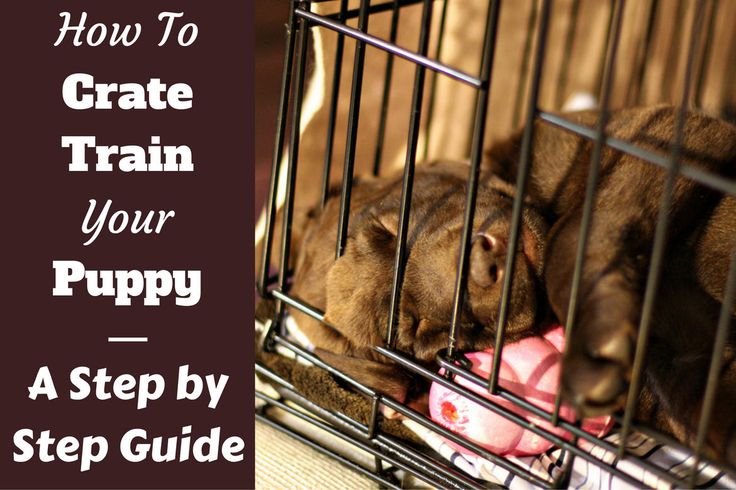 Crate Train Older Dog Night Crate Train Older Dog Night