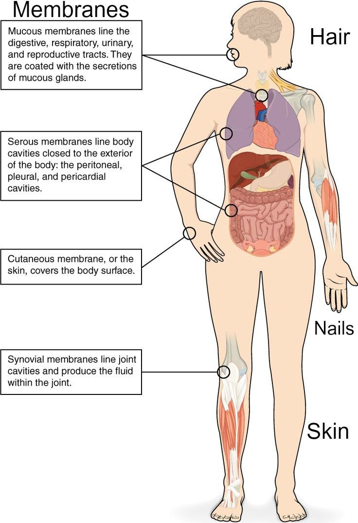 integumentary system consists of the skin, hair, nails, and membranes