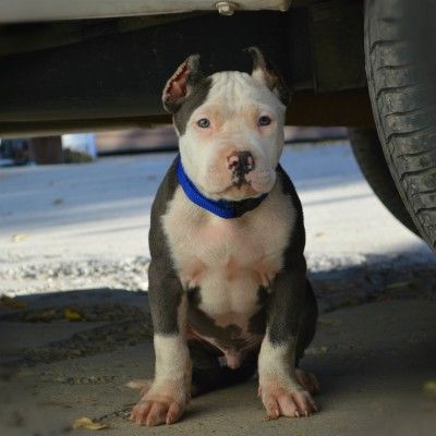 pitbull puppies for sale washington best 10 pitbull puppies for sale ideas on blue pits for sale baby pitbull puppies for sale washington best 10 pitbull puppies for sale ideas on blue pits for sale baby