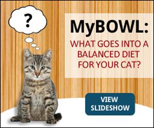 Can Cats Eat Fish Oil Pills Can Cats Eat Fish Oil Pills