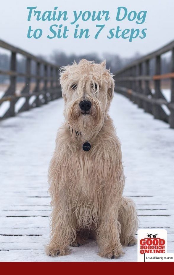 How Ro Train A Dog Not To Bark And Pics Of Best Way To Train A Dog