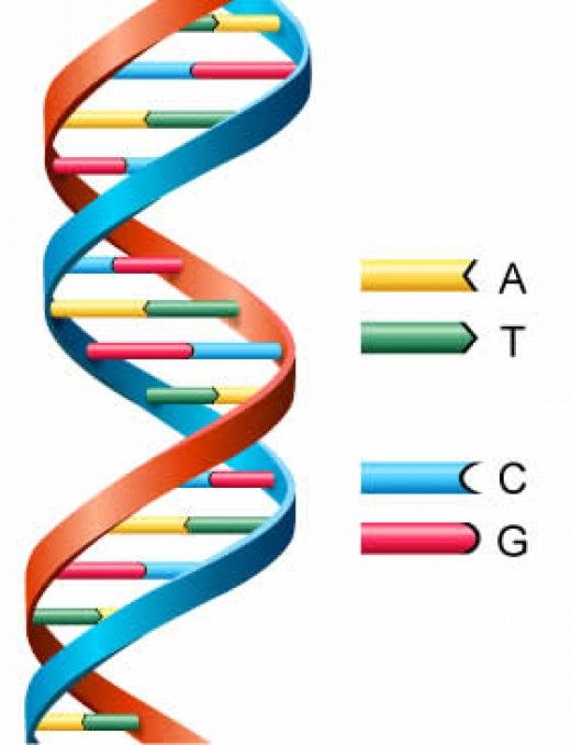 51 best Sci - DNA \ Genetics images on Pinterest High school - best of dna blueprint of life worksheet 51 best Sci - DNA \ Genetics images on Pinterest High school - best of dna blueprint of life worksheet