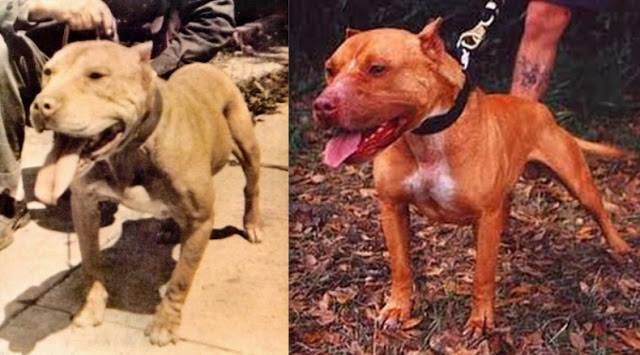 american pitbull terrier jeep bloodline gr ch ross u0027 red devil 8xw and creed u0027s iron dusty are the same american pitbull terrier jeep bloodline gr ch ross u0027 red devil 8xw and creed u0027s iron dusty are the same