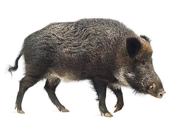 Keptalalat A Kovetkezore Vaddiszno Png Animaux Foret Animaux Animales Keptalalat A Kovetkezore Vaddiszno Png Animaux Foret Animaux Animales