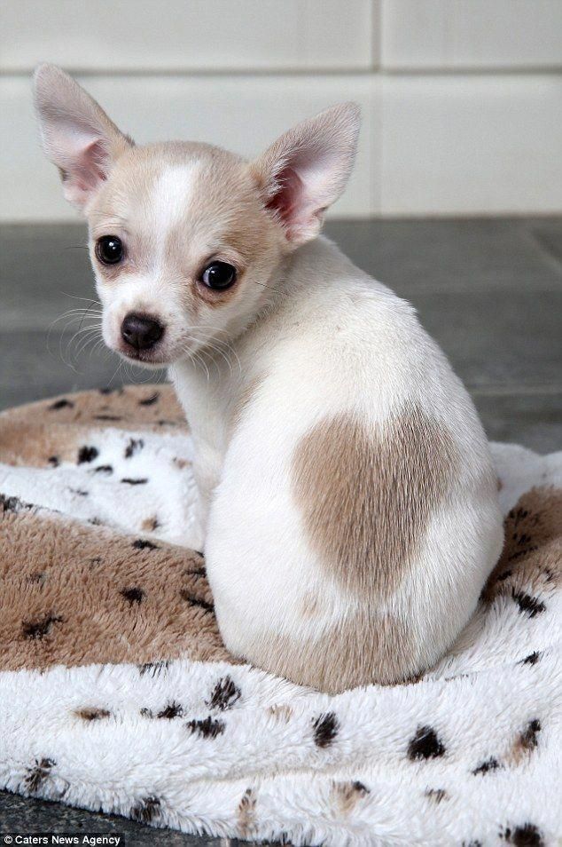 Puppy Care Feeding Dog Food Puppycarefeeding Creating Healthy
