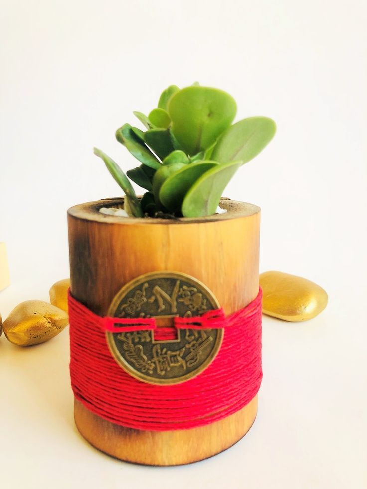 Money Plant in Red signify Luck, Energy & Determination – Garden Delights Money Plant in Red signify Luck, Energy & Determination – Garden Delights