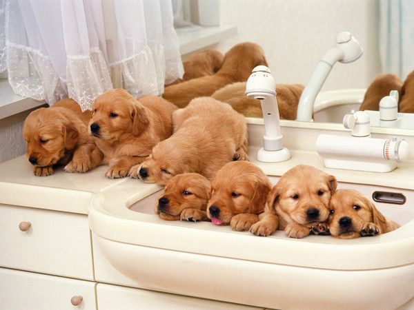 Animaux Mignons Animaux Mignons Wallpapers 4k Free