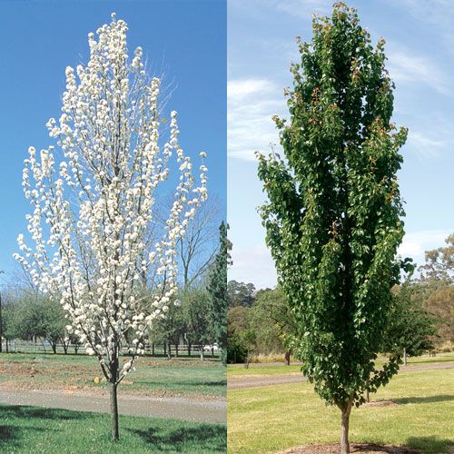 8 best top 10 small garden trees images on pinterest little gardens small gardens and small 8 best top 10 small garden trees images on pinterest little gardens small gardens and small