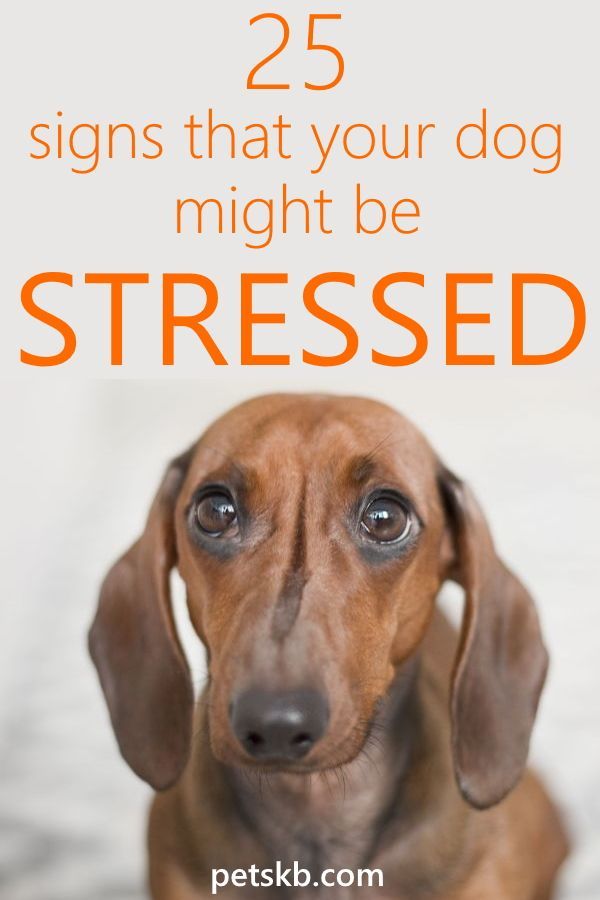 25 Signs That Your Dog Might Be Stressed Dog Crying Dog Stress
