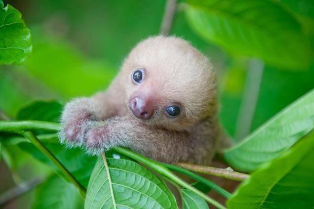 Costa Rica: Animal rights activist shows the very worst sloth photos – Faultier Costa Rica: Animal rights activist shows the very worst sloth photos – Faultier