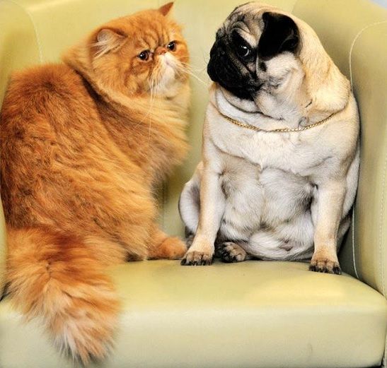 pug cat best 25 pug ideas on pug puppies baby pugs and pugs pug cat best 25 pug ideas on pug puppies baby pugs and pugs