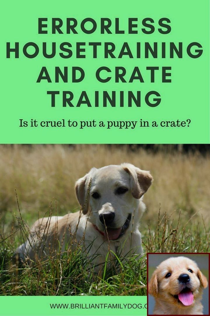House Training A Puppy In 7 Days And Dog Behavior Digging Bed