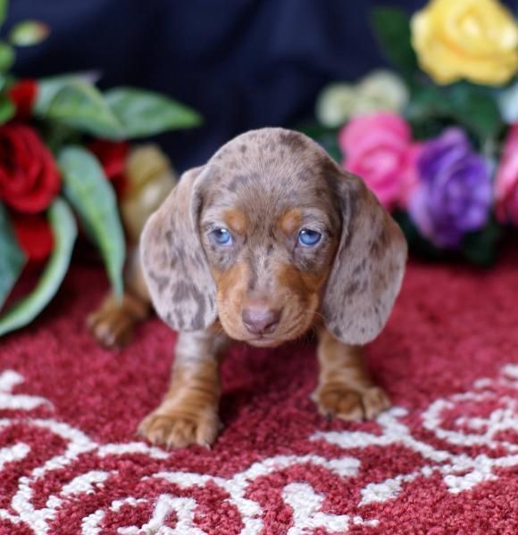 Image Result For Blue Dapple Dachshund Breeders Dapple Dachshund