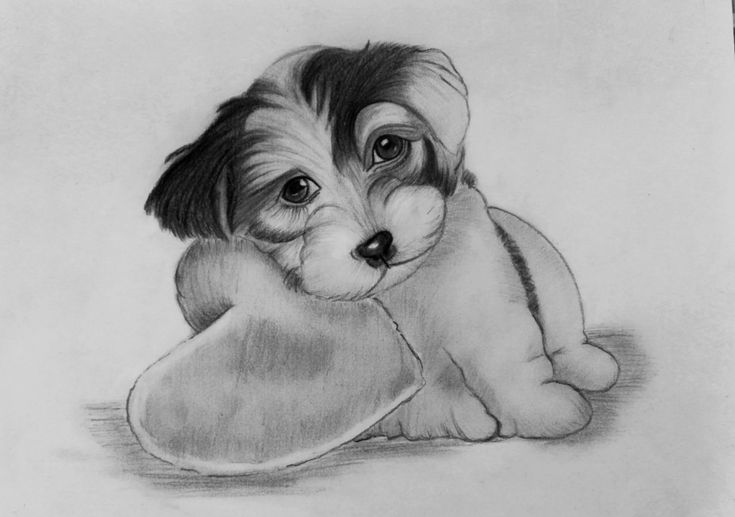 Cute puppy pencil drawing | Pencil drawings, Drawings, Cute puppies