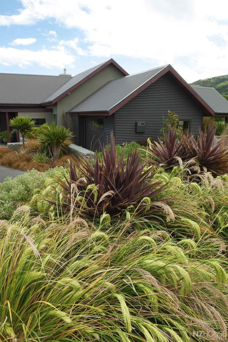 chionochloa flavicans mini toe toe and red phormium species flax make a great texture colour combo garden landscape design garden design native garden coastal front garden design on chionochloa flavicans mini toe toe and red phormium species flax make a great texture colour combo garden landscape design garden design native garden pinterest
