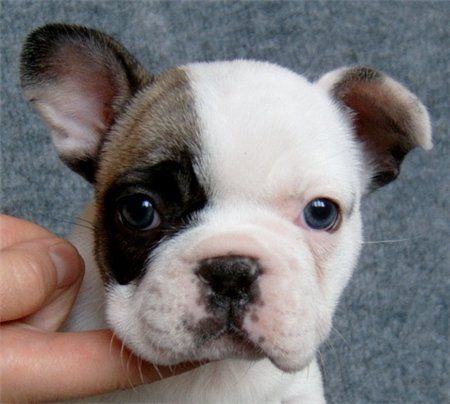 how much are french bulldog puppies how much are french bulldog puppies