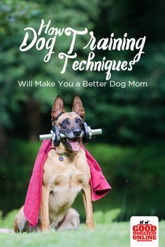Want Gentle Dog Training Training Your Dog Doesn T Mean You Have