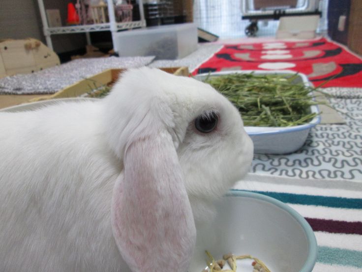 Thebunnypage Thebunnypage