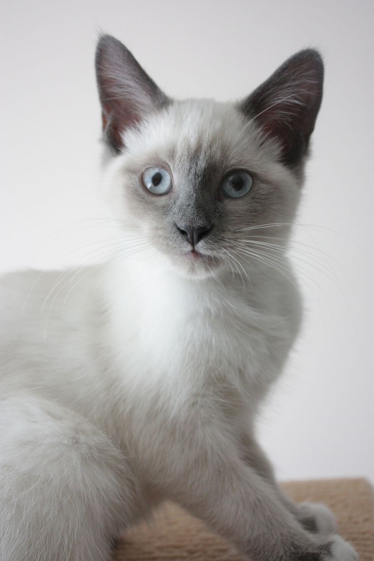 1001 best GIFTS OF GOD:) CATS images on Pinterest | Beautiful cats ... 1001 best GIFTS OF GOD:) CATS images on Pinterest | Beautiful cats ...