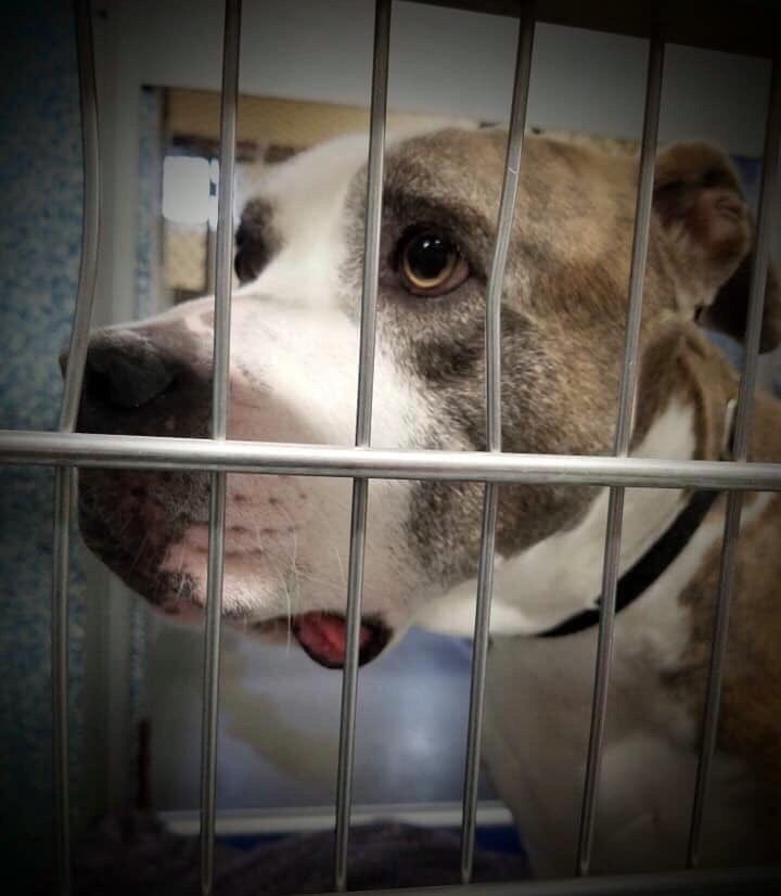 Adoption Central Small Dog Adoption Dogs Dog Waiting
