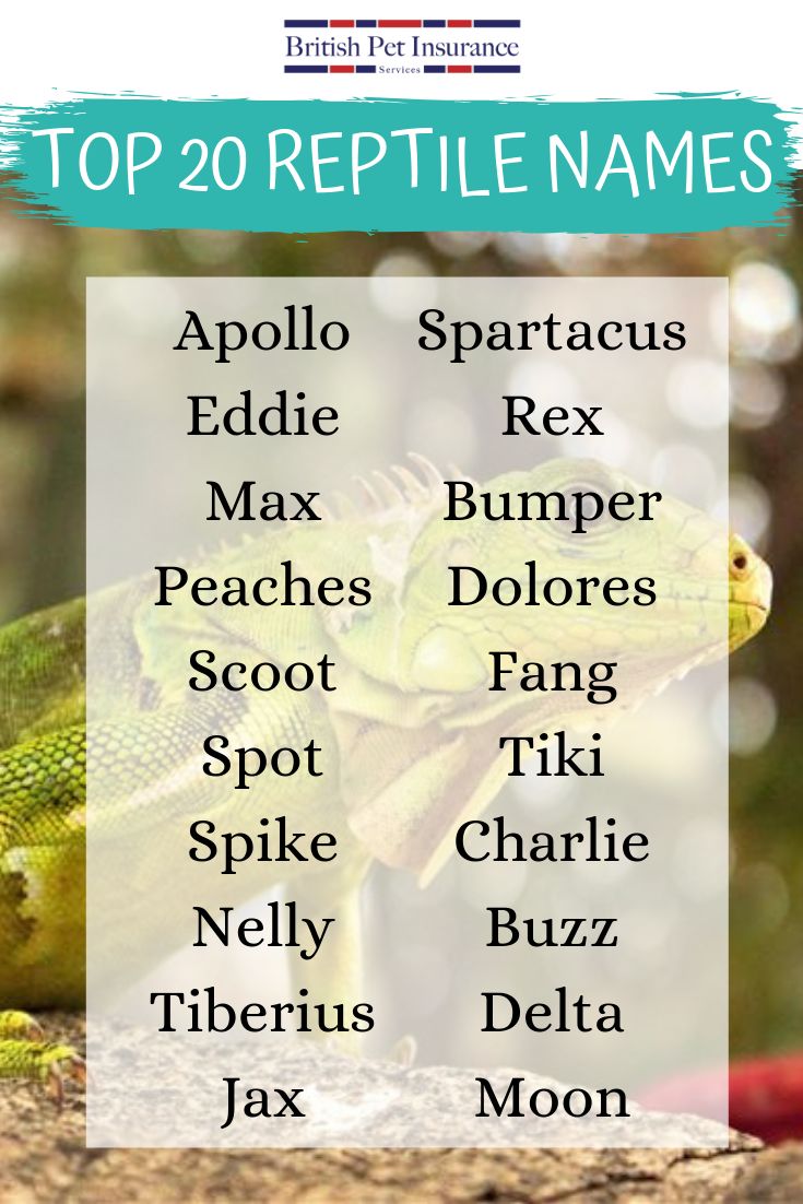 Top 20 Reptile Names Reptiles Names Reptiles Pet Names top-20-reptile-names-reptiles-names-reptiles-pet-names