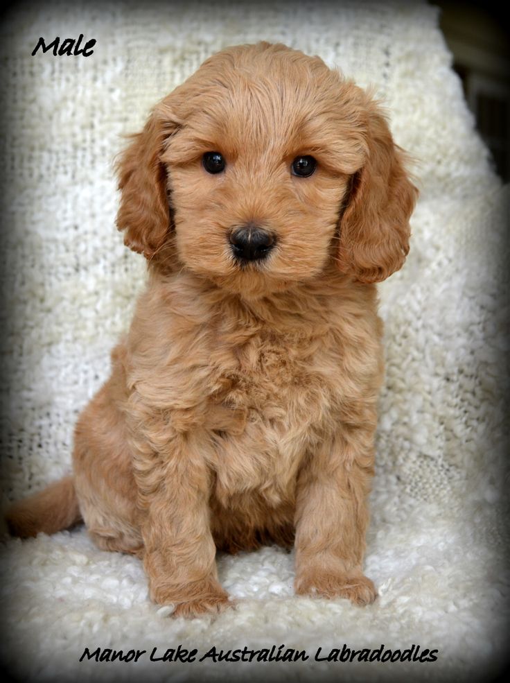 puppy manor 124 best manor lake labradoodle puppies images on lakes labradoodle puppy manor 124 best manor lake labradoodle puppies images on lakes labradoodle
