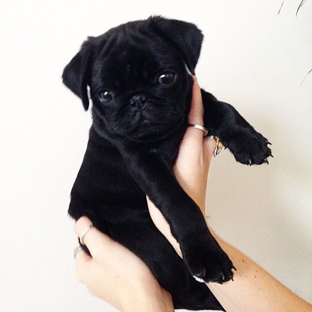 Black Pug Puppy Love This Pugs Visit Our Website Now