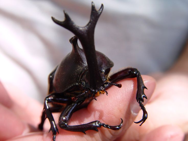 Rhino Beetles Animals All I Care About is Rhino Beetles and Like Maybe 3 People Throw Pillow 18x18 Multicolor Rhino Beetles Animals All I Care About is Rhino Beetles and Like Maybe 3 People Throw Pillow 18x18 Multicolor