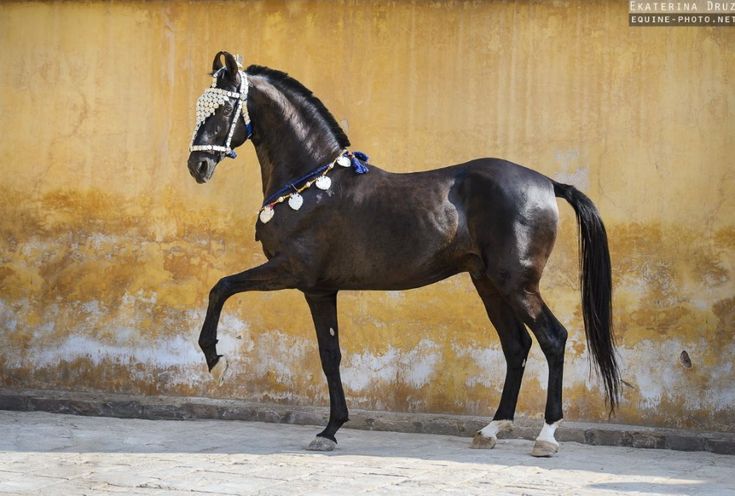 DSC_3414 Horses, Marwari horses, Beautiful horses