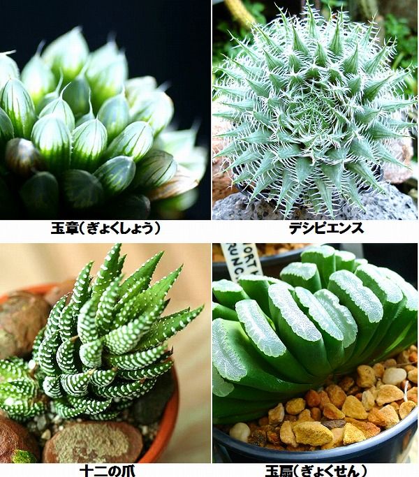 多肉植物の種類 彩り豊かな人気種121選とオシャレな飾り方 多肉植物 多肉植物の種類 多肉植物 増やし方 多肉植物の種類 彩り豊かな人気種121選とオシャレな飾り方 多肉植物 多肉植物の種類 多肉植物 増やし方