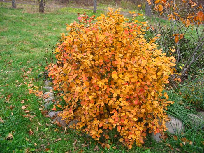 witch alder fothergilla spp one of the best shrubs for witch alder fothergilla spp one of the best shrubs for