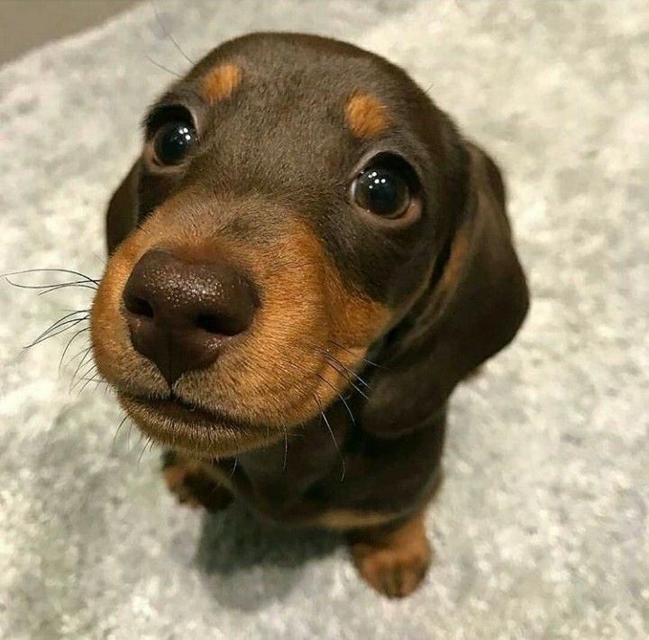 Cute Dachshund Puppy Cute Dachshund Puppies Sausage Dog Puppies