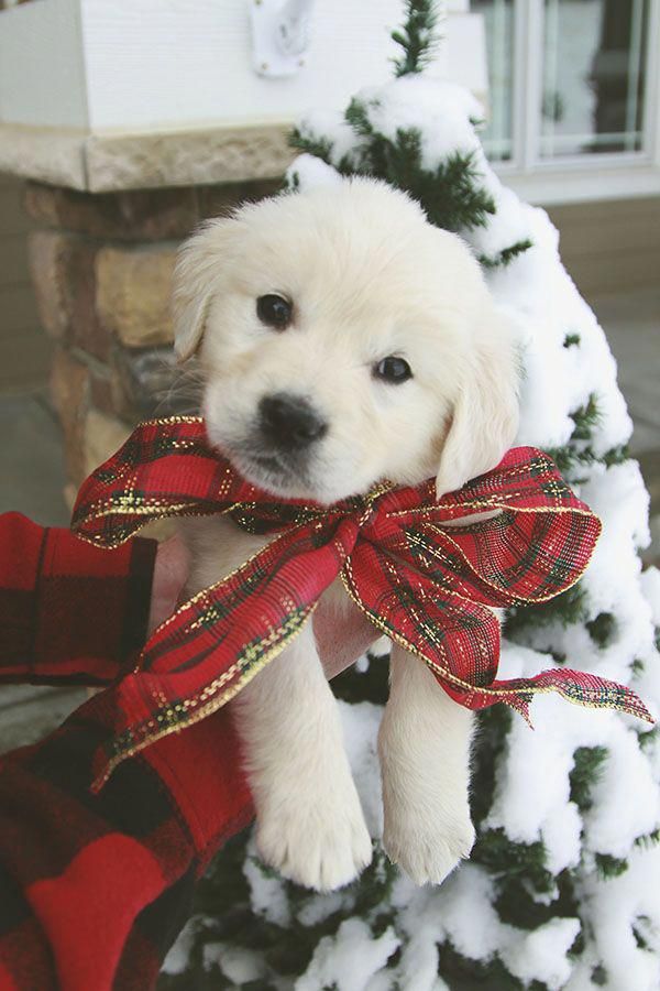Dog Ideas Dogs Hacks Stuff Room Dogsandpuppies Dog Ideas Dogs Hacks Stuff