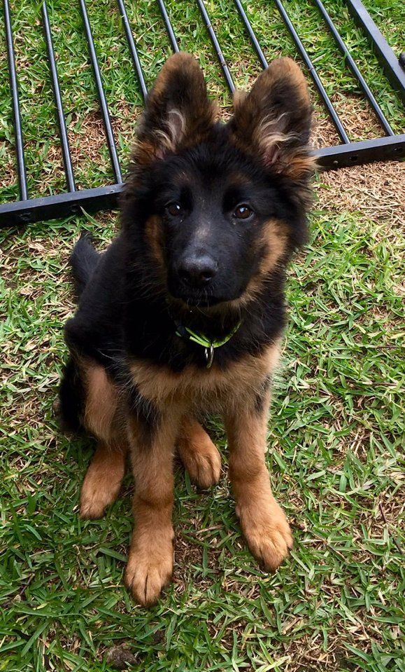 German Shepherd Shepherd Puppies German Shepherd Dogs German