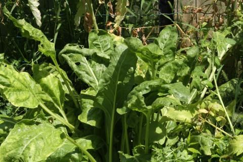 Spinach leaves http://www.growplants.org/growing/spinach ... Spinach leaves http://www.growplants.org/growing/spinach ... Turnip Companion Plants