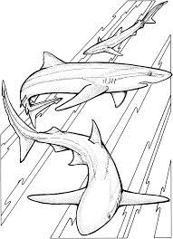 image result for shark coloring pages