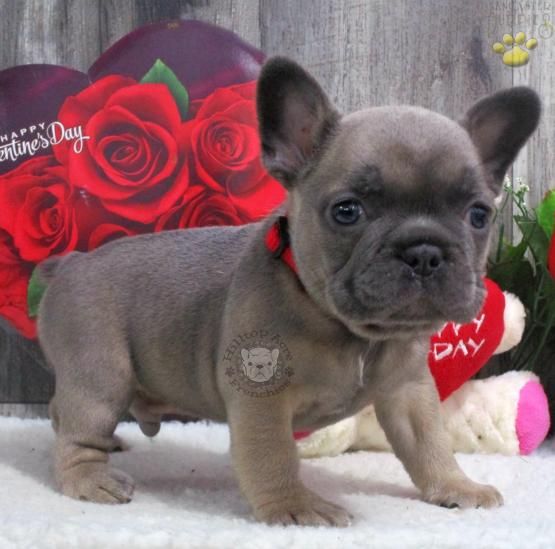 Frenchbulldogs Frenchie Frenchbulldogpuppy