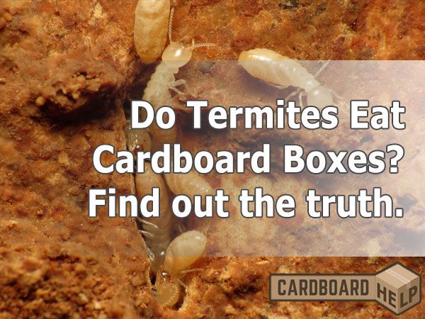 Cardboard mulch termites