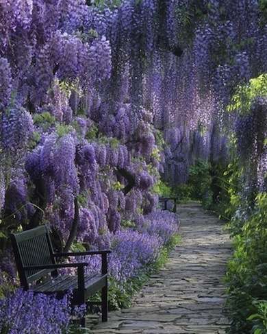 Plants for Shade - Shade Plants - 10 Varieties That Thrive Where the Sun Don'...