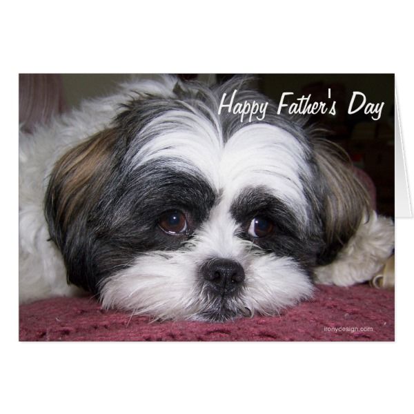 Shih Tzu Dog Father S Day Card Zazzle Com Shih Tzu Dog Shih