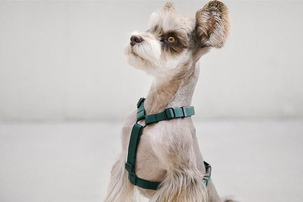 Andblank Harness Green Dog Harness Dogs Dog Body Language
