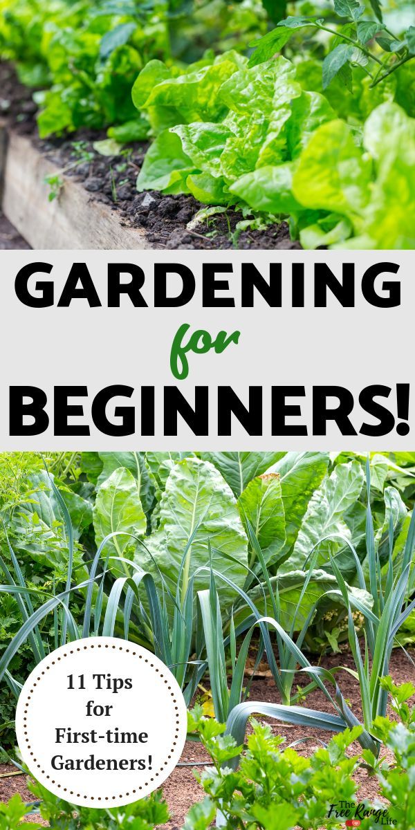 Gardening For Beginners 11 Tips A Successful Start Vegetable Garden Planner Organic - Best Vegetable Garden Plant Food Gardening For Beginners 11 Tips A Successful Start Vegetable Garden Planner Organic - Best Vegetable Garden Plant Food