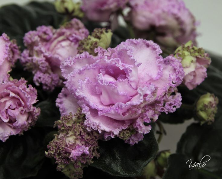 ПТ-Шарлиз African violets, Plants, Violet
