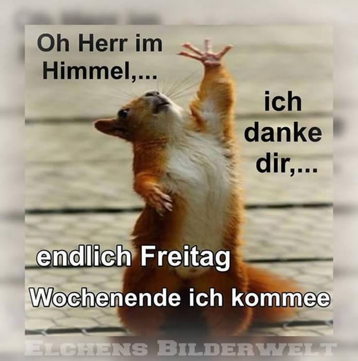 Lustige bilder zu freitag