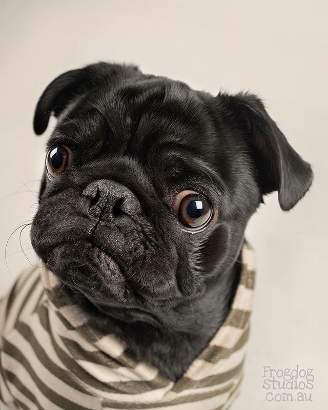 We First Met Bucky At 6 Weeks Old At His Breeder Where He