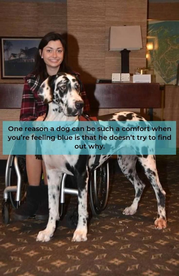 Visit Our Site For Additional Details On Great Dane It Is